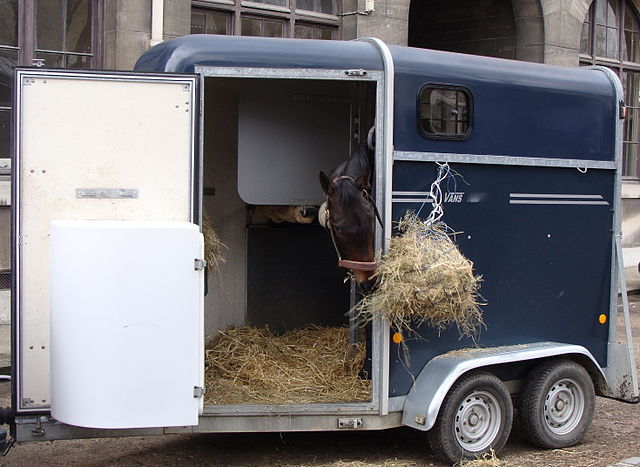 Photograph of horse in a horse trailer