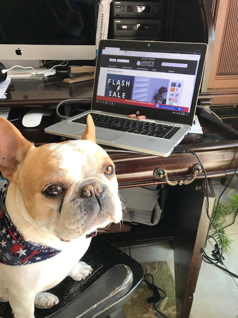 Dog coworker running the Flash Sale on select Tenera® and Parasol® materials