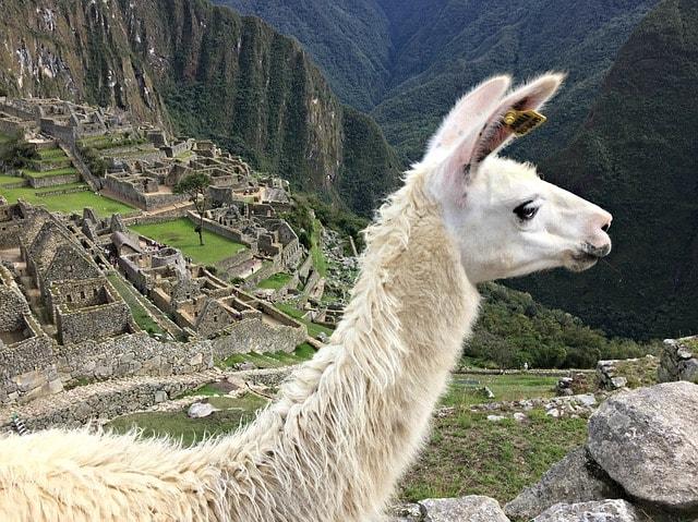Llama on Machu Picchu
