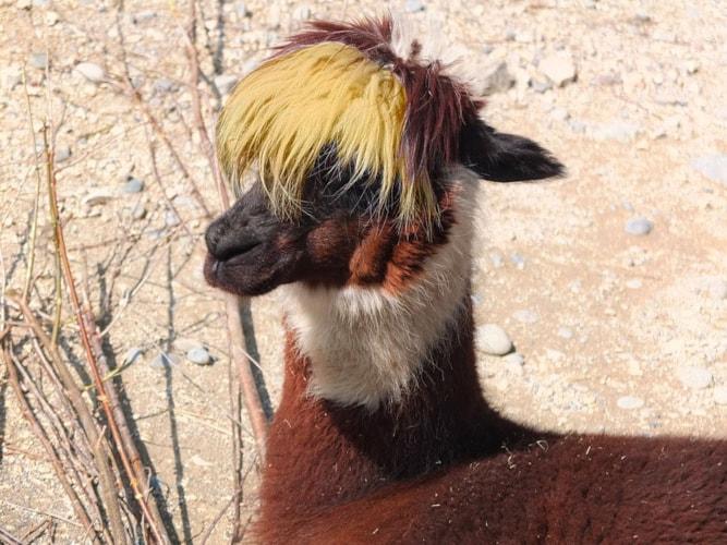 Operation Blonde Llama - Part 2