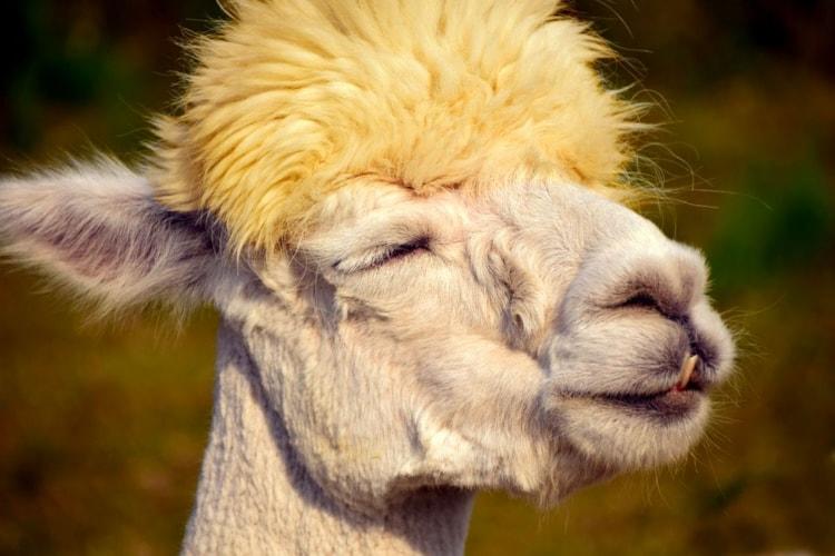 Operation Blonde Llama - Part 1
