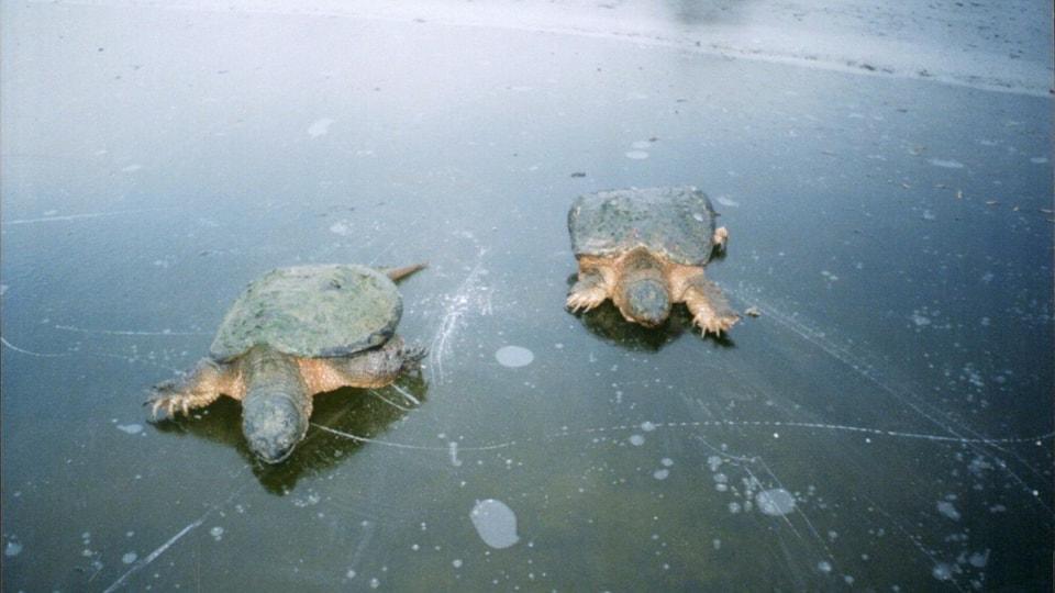 Snappers On Ice - Article by Scot Dahms in Trapper's World Magazine