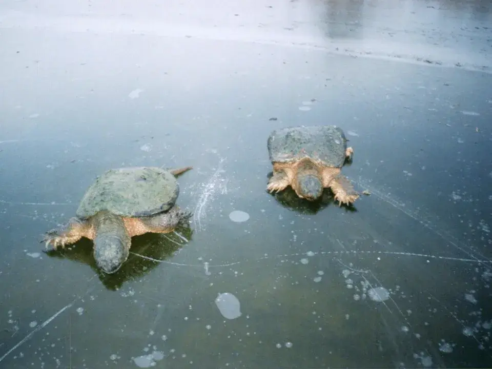 Snappers On Ice - Article By Scot H. Dahms