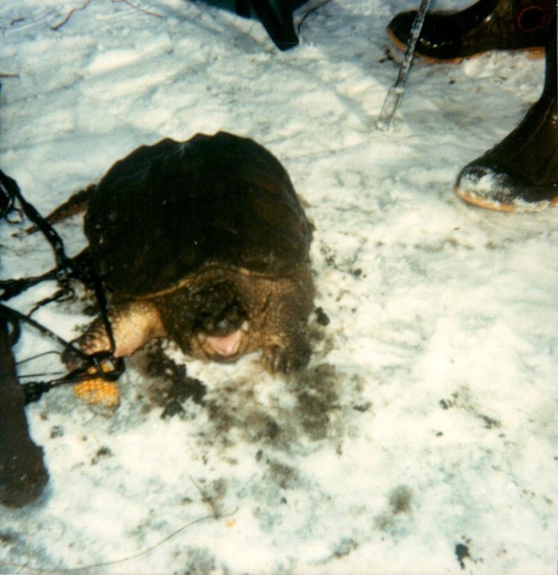 Snappers On Ice - Article By Scot Dahms - Trapper's World Magazine