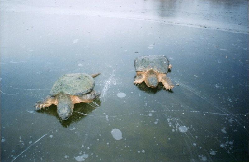 Snappers On Ice - Article by Scot Dahms in Trapper's World Magazine