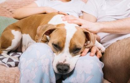 dog-with-owners-morning_23-2148203168