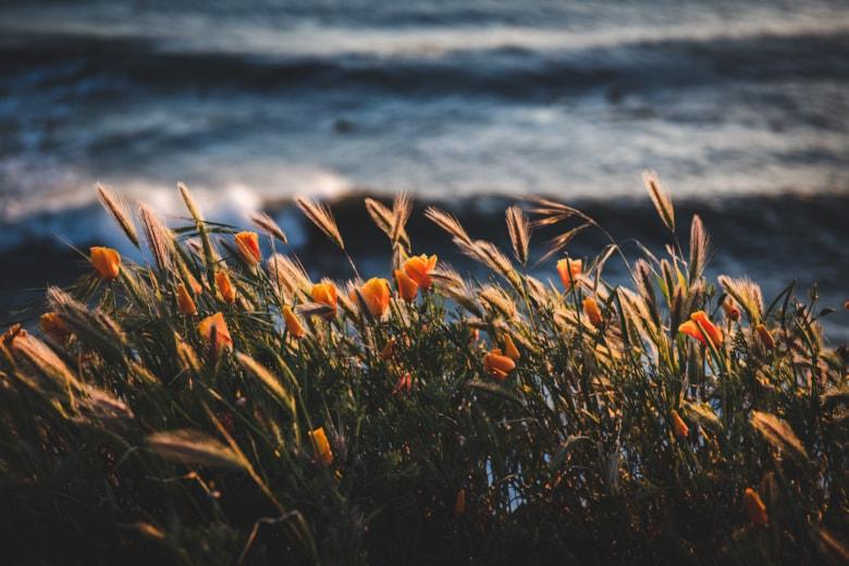 selective-focus-field-with-beautiful-orange-flowers-near-body-water