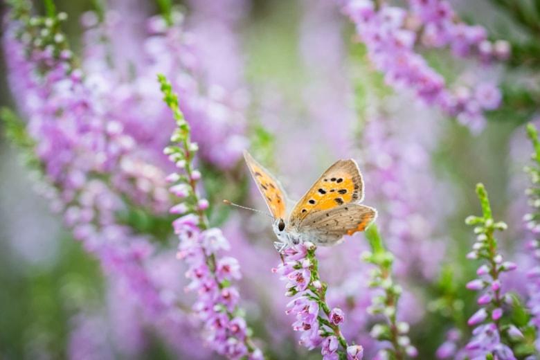 selective-focus-shot-plebeius-argus-butterfly-flowering-pink-heather