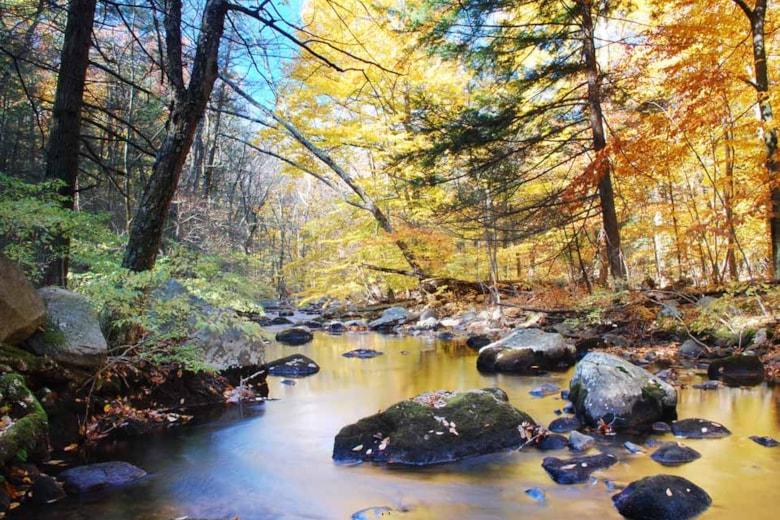 autumn-woods-with-creek