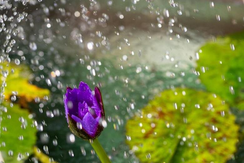 purple-flowers-water-drops_1048944-12512698