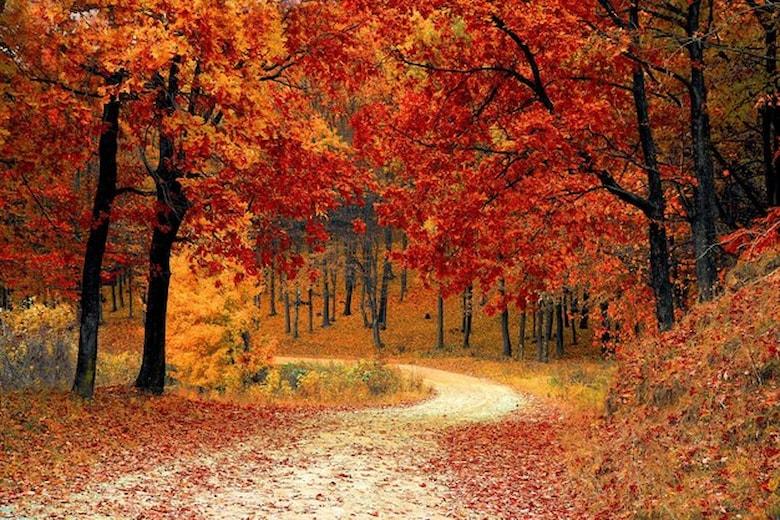 road-forest-fall_1143576-9