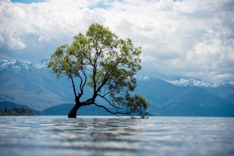 view-old-tree-lake-with-snow-covered-mountains-cloudy-day