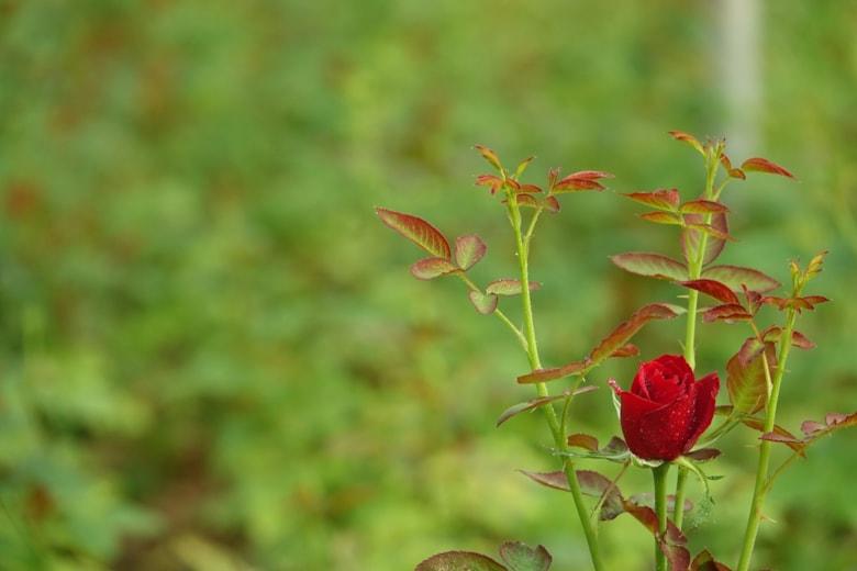 red-flower-cocoon-with-background-out-focus_1259-58