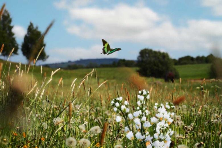 spring-scene-with-flowers-butterfly