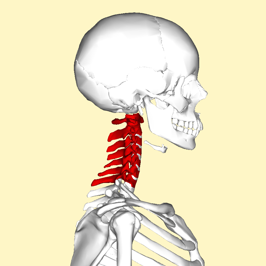 Cervical_vertebrae_lateral.png
