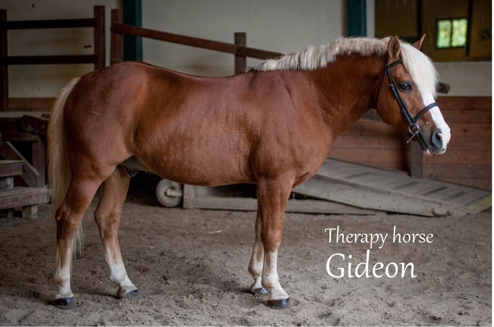 Therapy horse Gideon