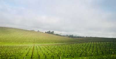 Vineyard in San Francisco