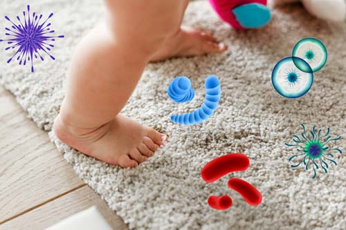 Germs can hide in your carpet