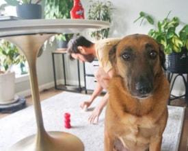 Cleaning pet stains and odors out of an area rug