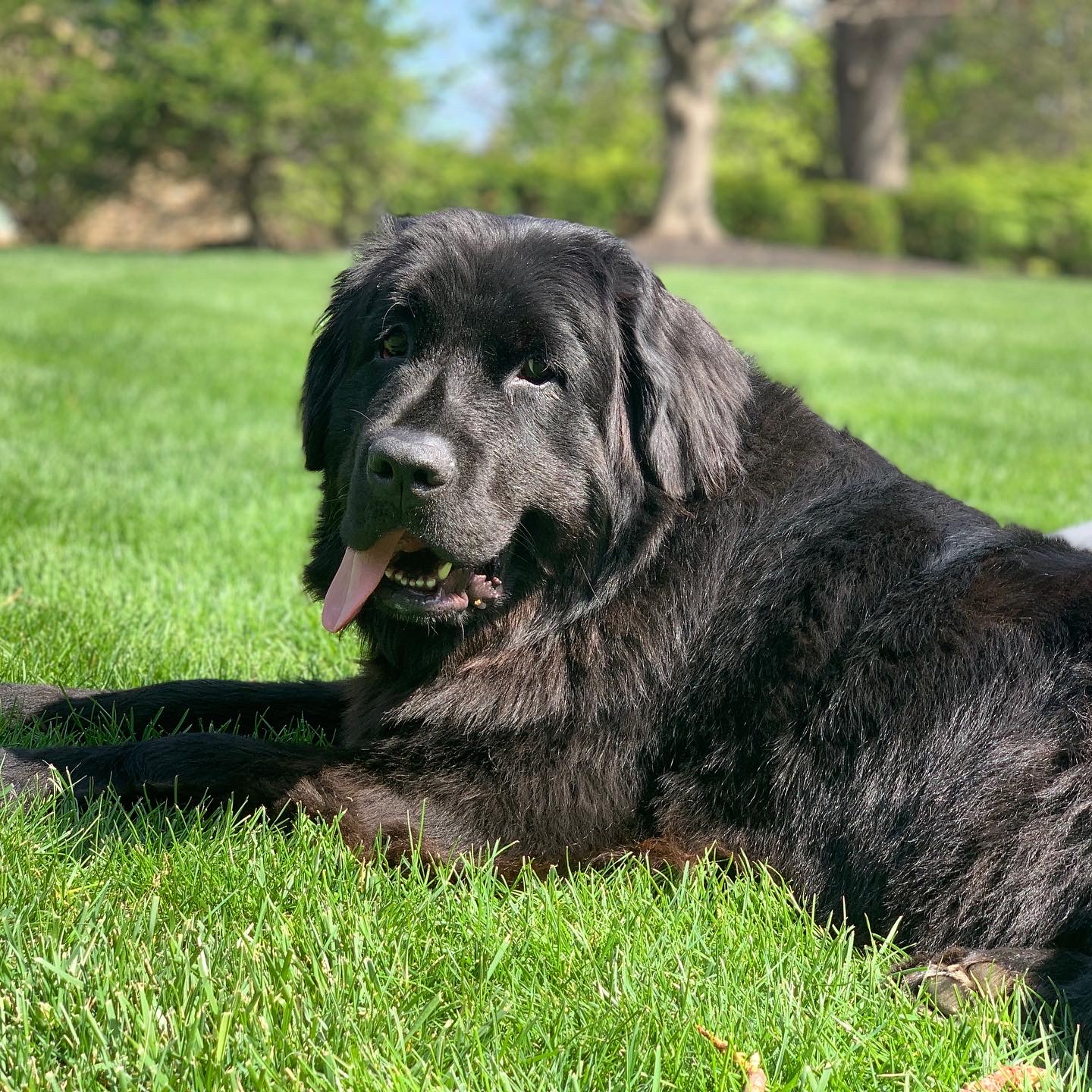 Electric Dog Fence Installation (Indianapolis)