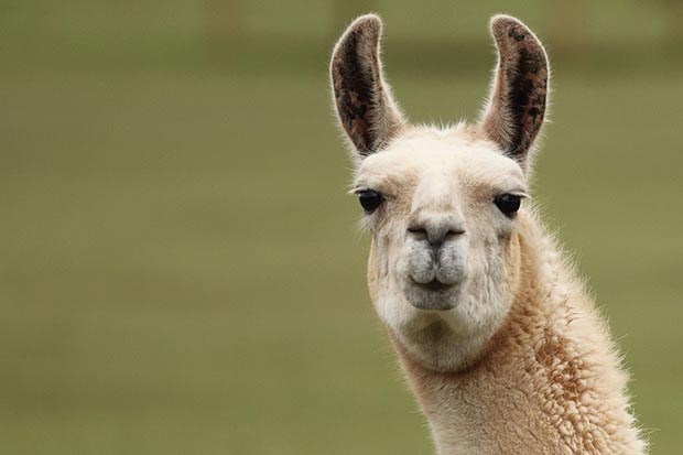 Llamas_jpg9.jpg