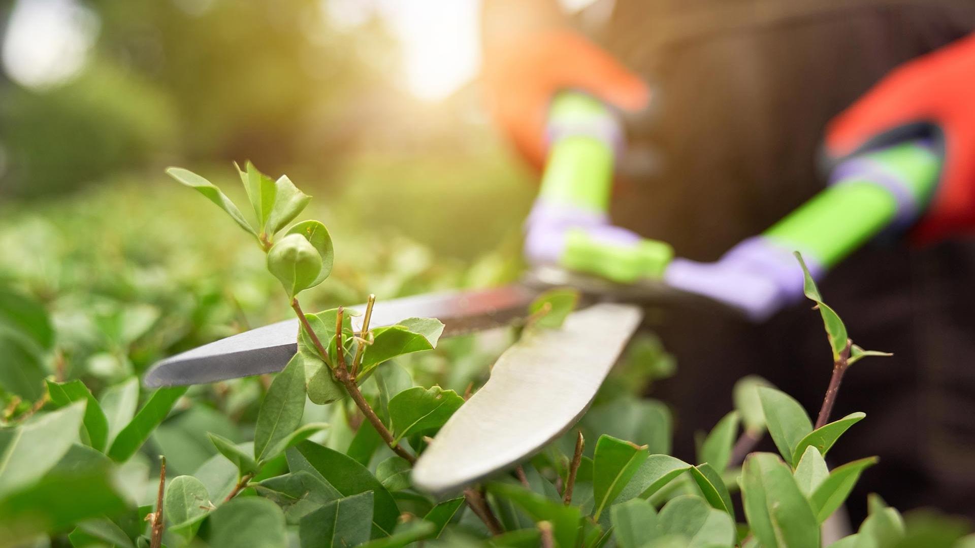 landscaping-banner-pic-1