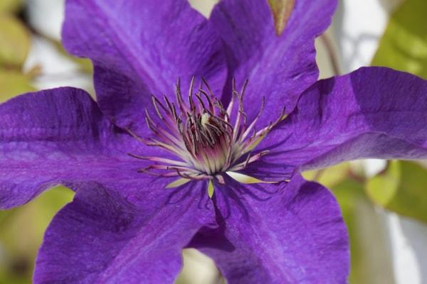 clematis-4227518_1920