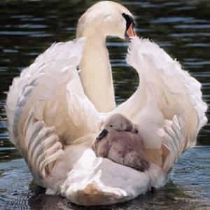 swan-4208564_1920