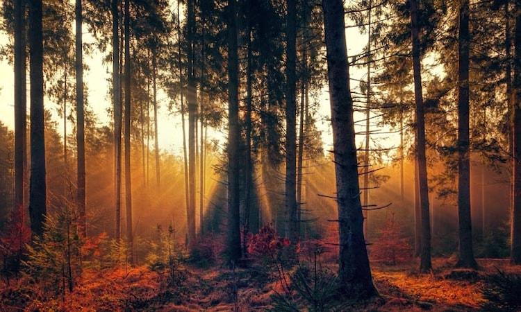 A forest with beams of light from a sunset casting shadows from the trees