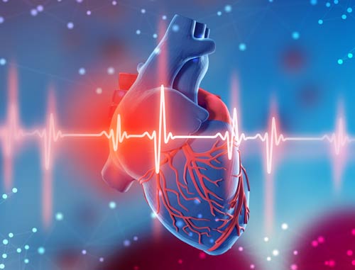 3d illustration of human heart and cardiogram