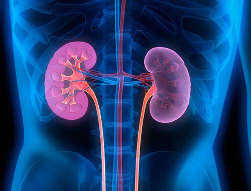 3d illustration of kidneys