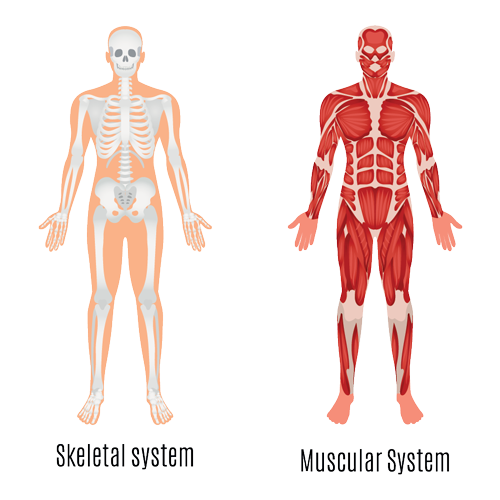 Human skeletal and muscular systems illustration (source: freepik.com)