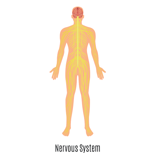 Human Nervous System illustration (source: freepik.com)