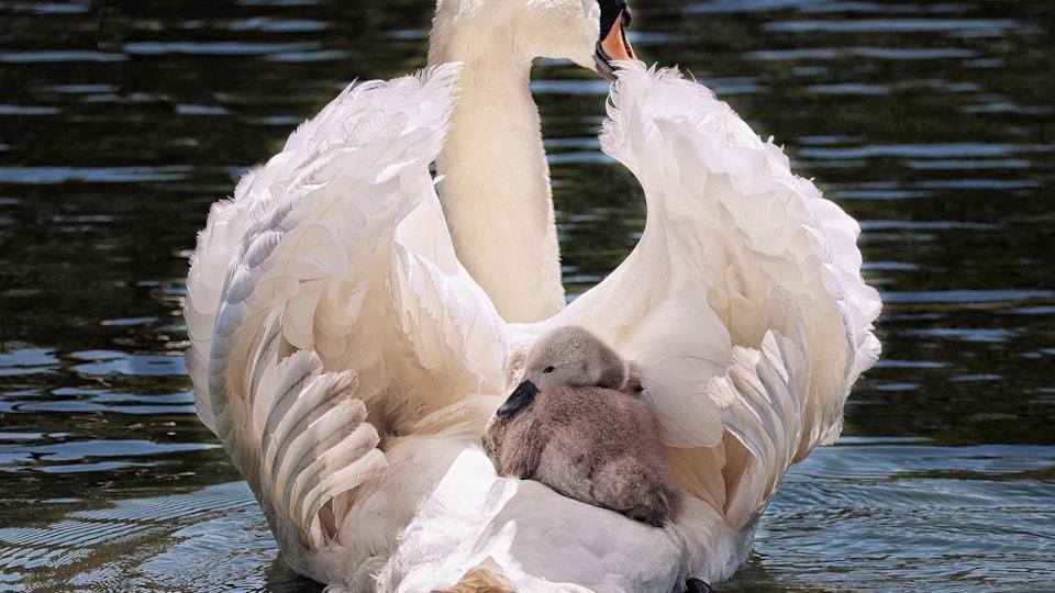 swan-4208564_1920 swan-4208564_1920