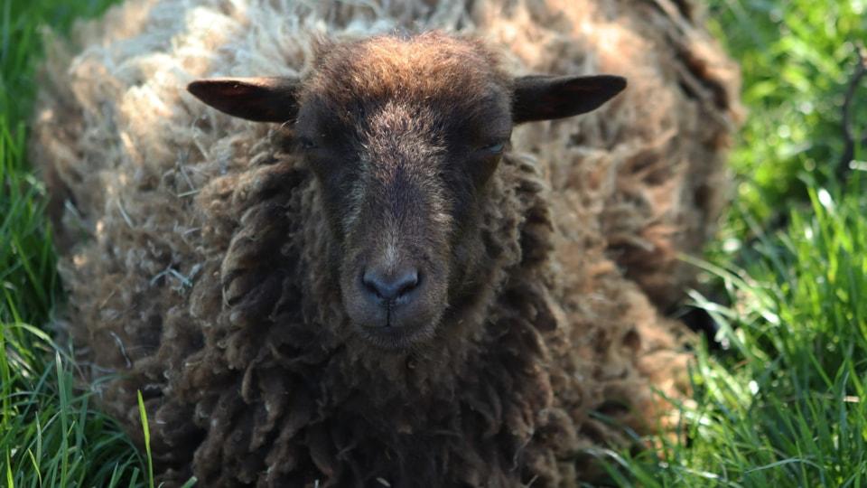 sheep-4224445_1920 sheep-4224445_1920