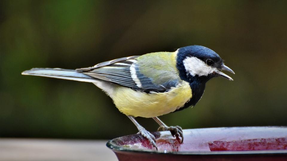 tit-4228129_1920 tit-4228129_1920